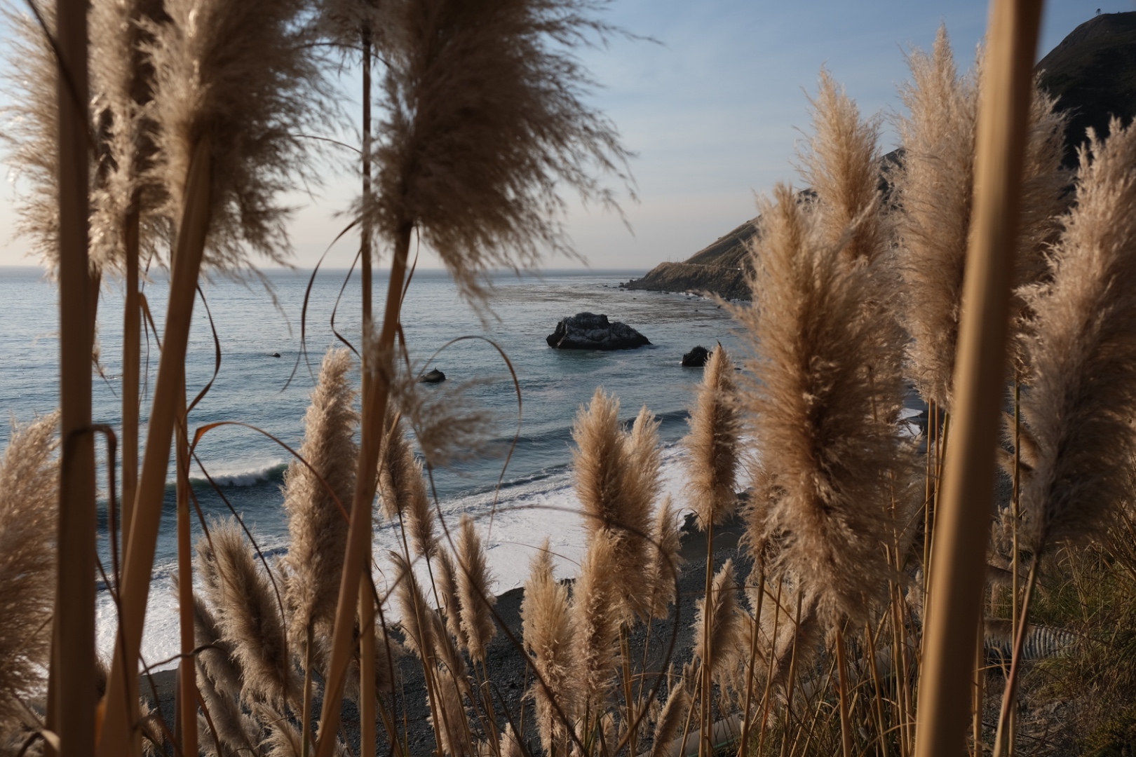 Coastal view through pampas grass with ocean and rocky headland