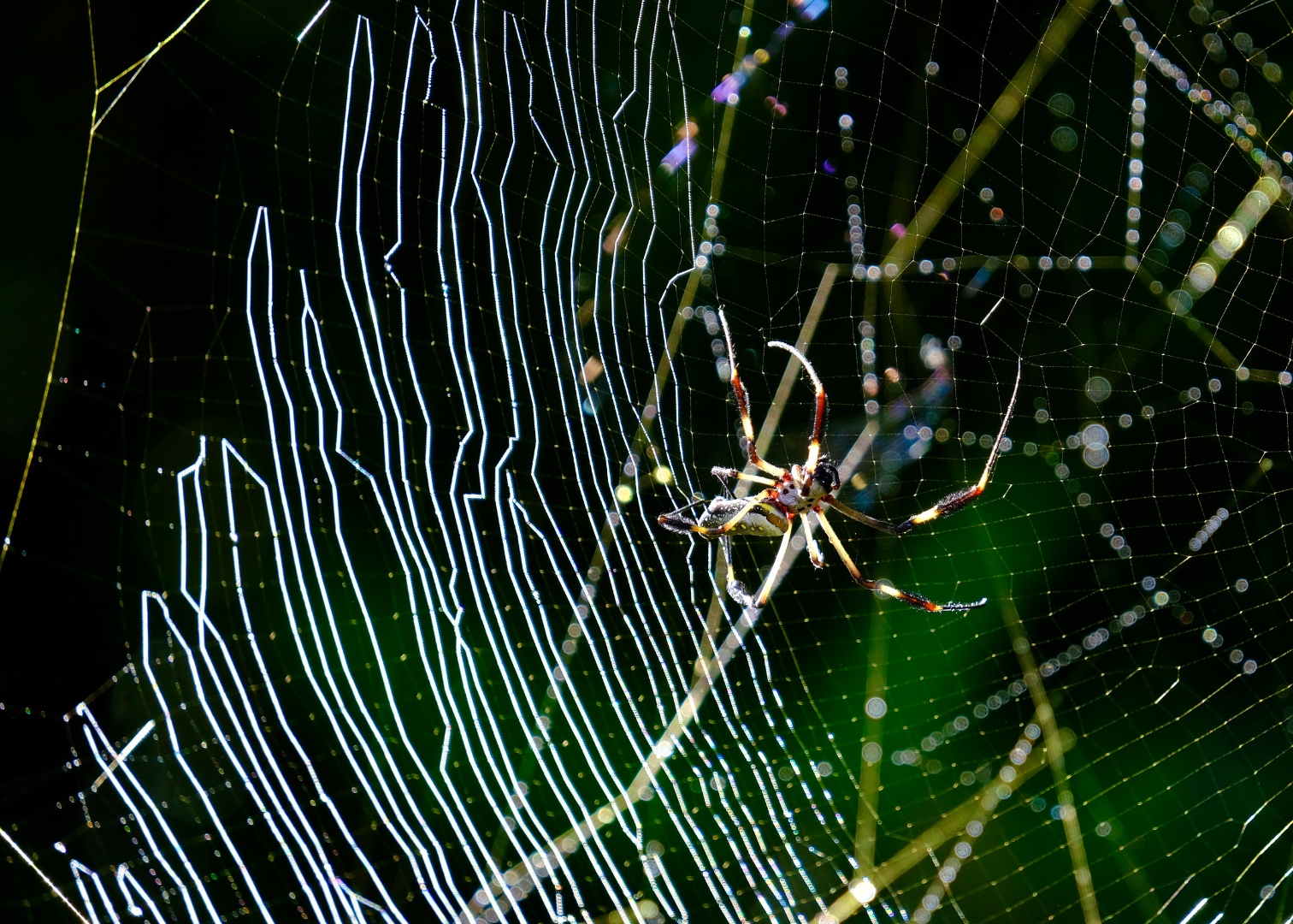 Golden orb weaver spider on an intricate backlit web