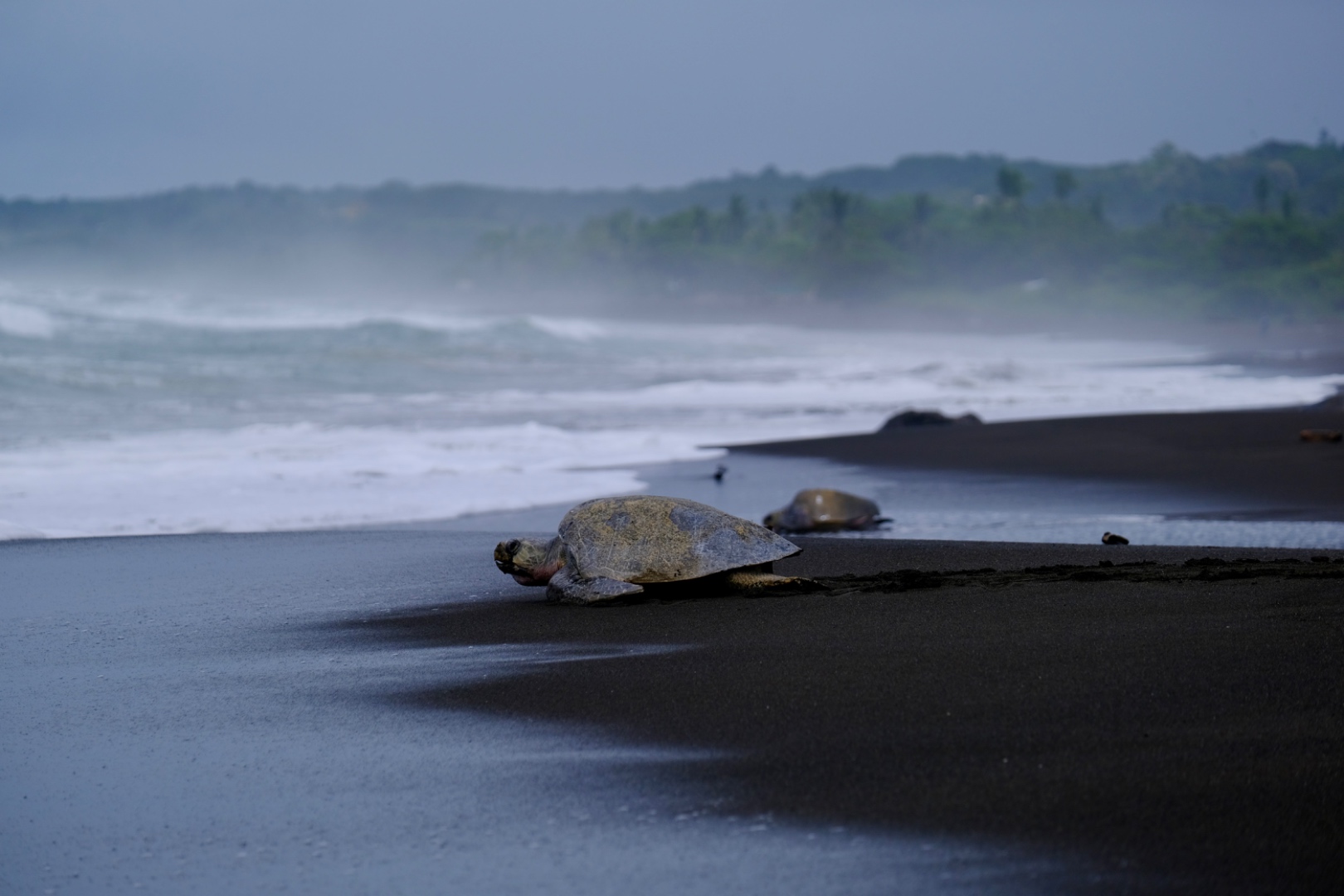 Sea turtles on a dark volcanic beach at dusk
