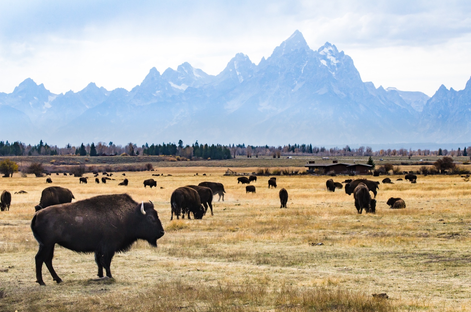 Bison herd grazing on autumn plains with the Grand Tetons rising beyond