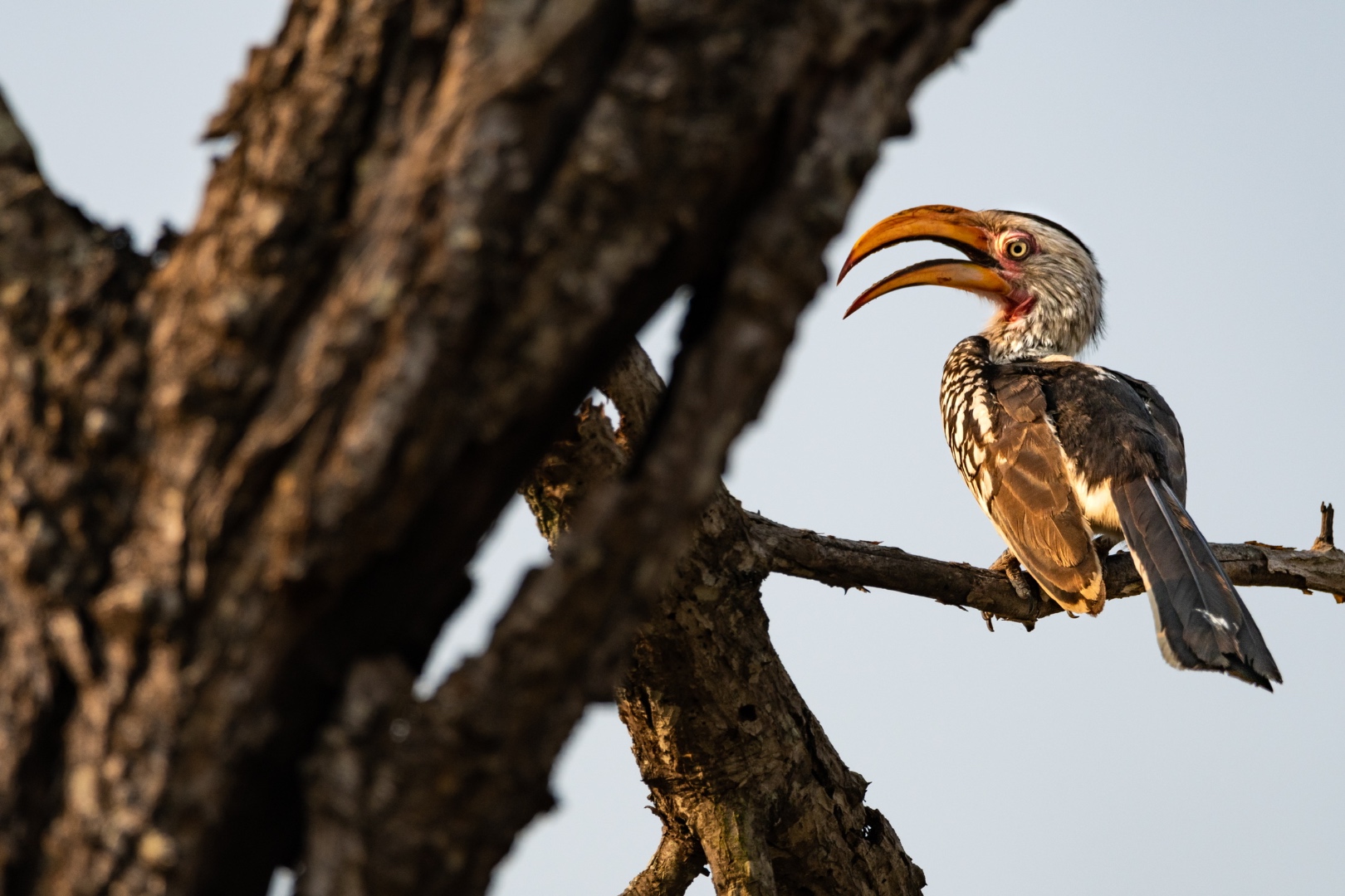 Yellow-billed hornbill perched on a weathered branch at golden hour