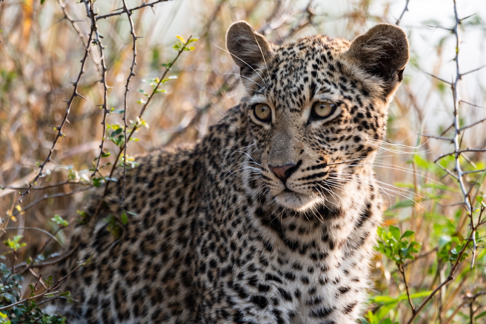 Intimate close-up portrait of a leopard with piercing golden eyes