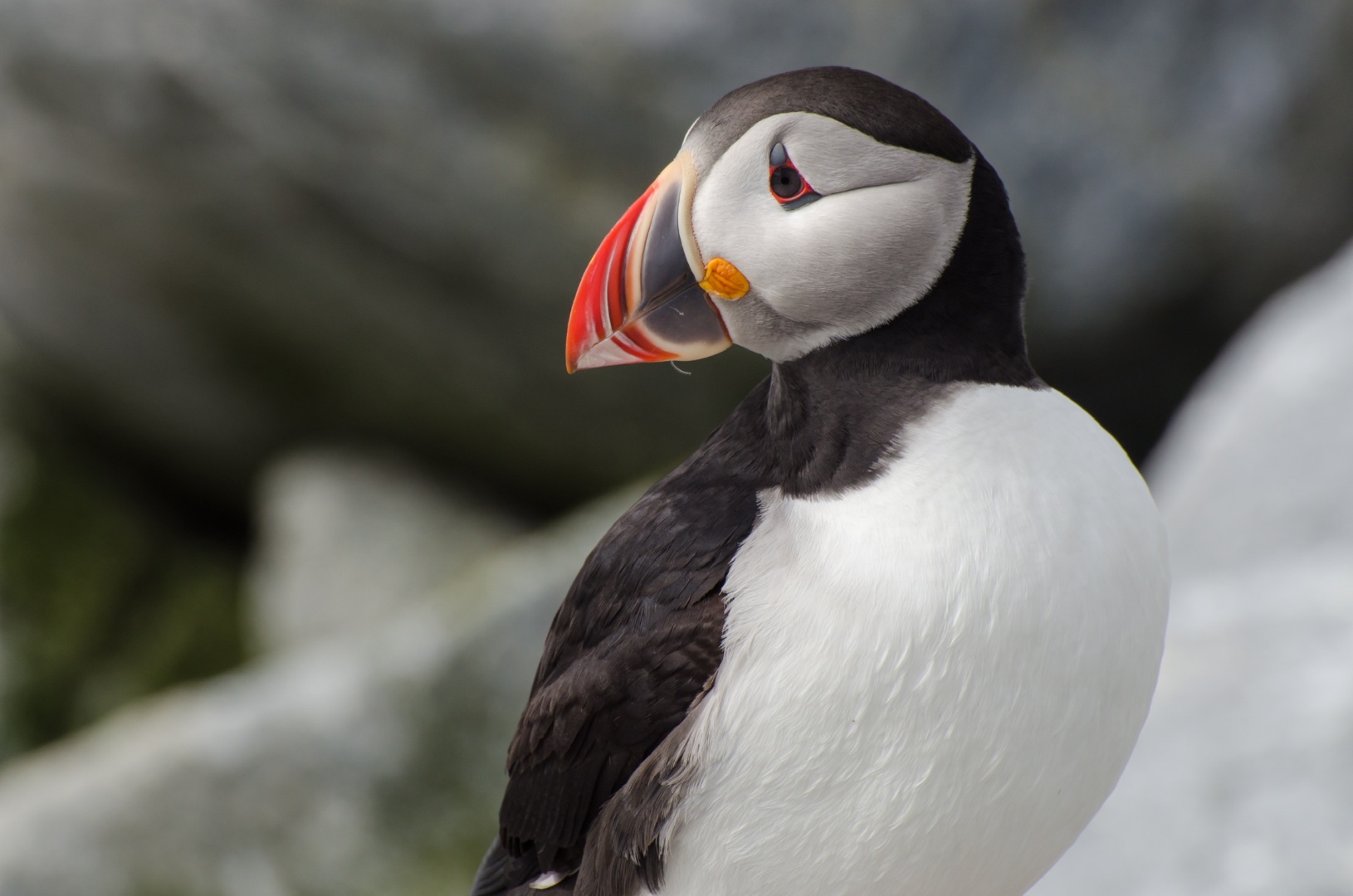 Atlantic puffin portrait showing vivid orange beak and gentle expression