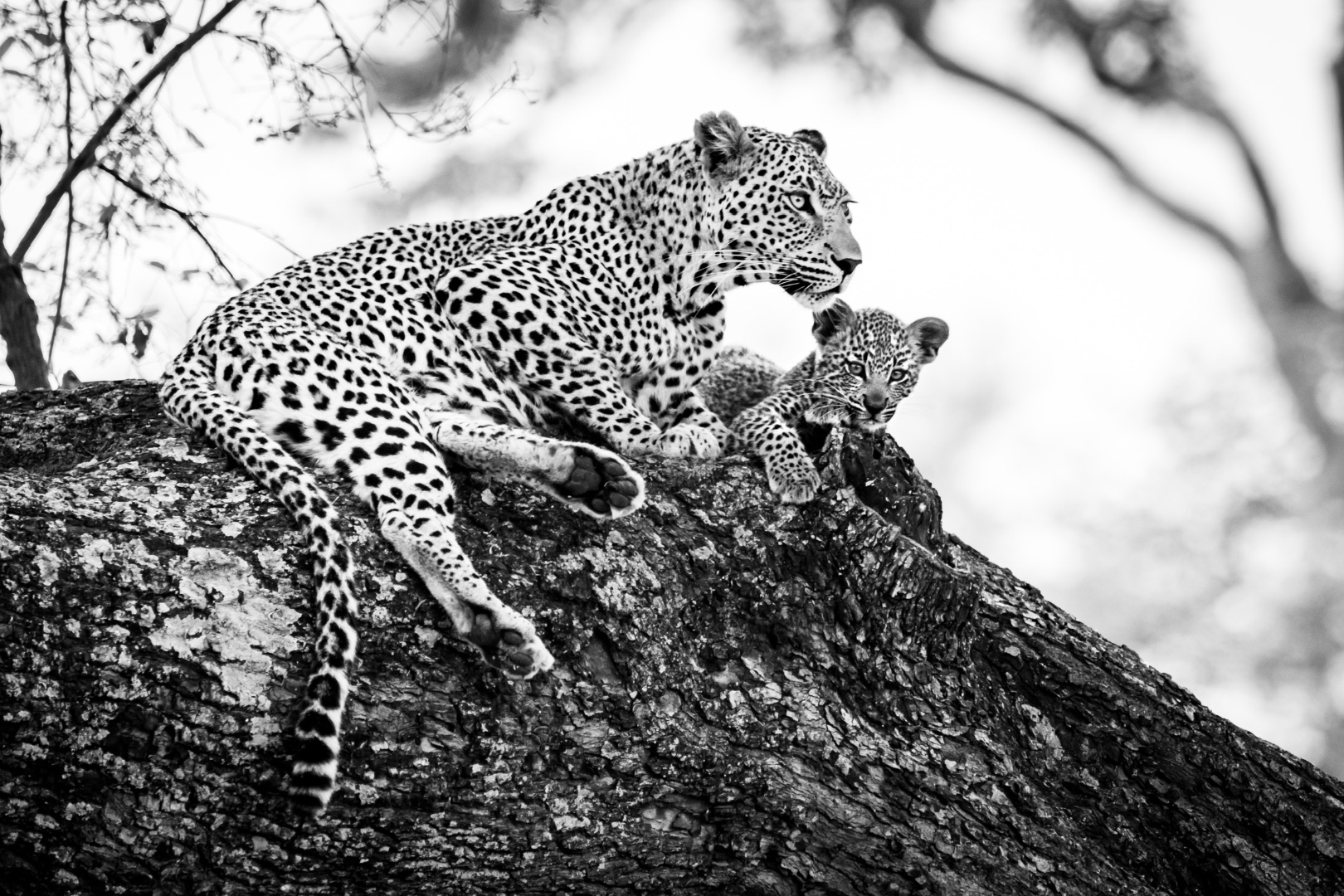 Black and white photograph of a leopard mother and cub resting on a rock