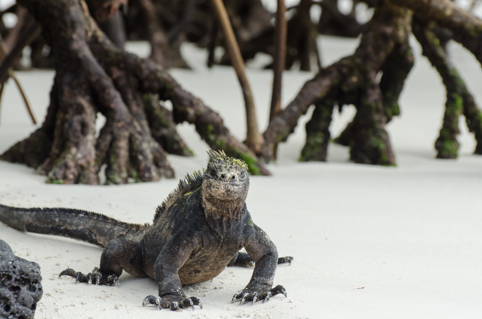 Marine iguana on white sand with mangrove roots in the Galapagos