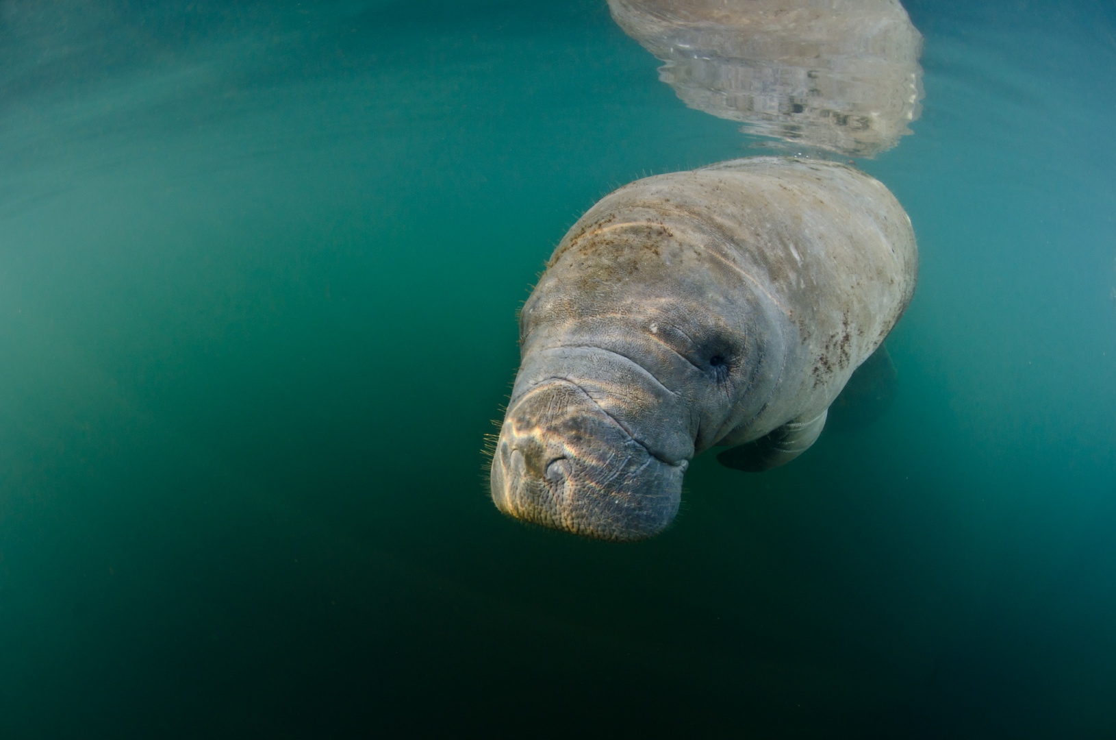 Manatee gliding through translucent teal waters