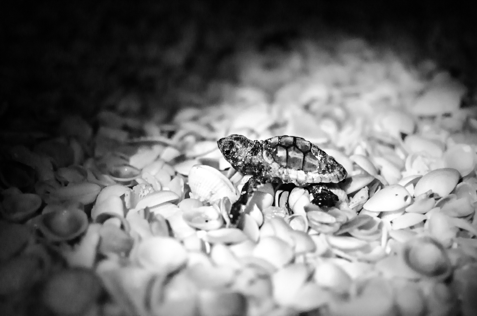 Black and white photograph of a baby sea turtle hatchling navigating shells