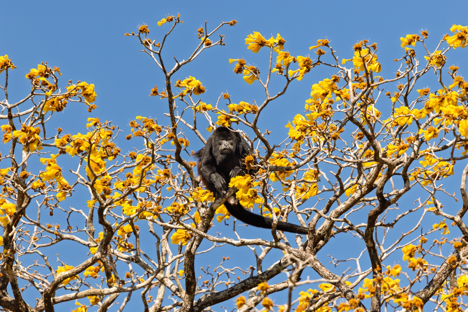 Howler monkey perched in a yellow cortez tree in full bloom
