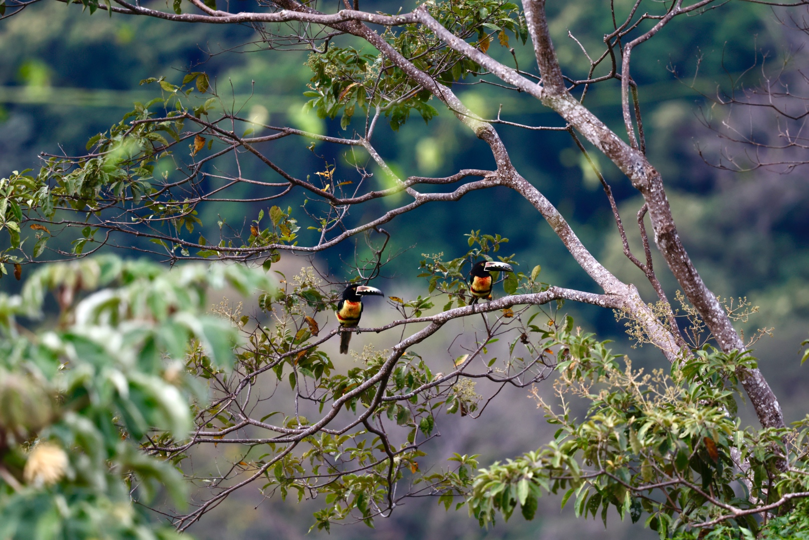 Two collared aracari toucans perched on a branch in the cloud forest