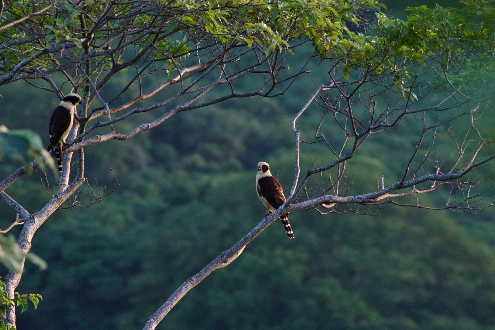 Two raptors perched on branches with lush green jungle background