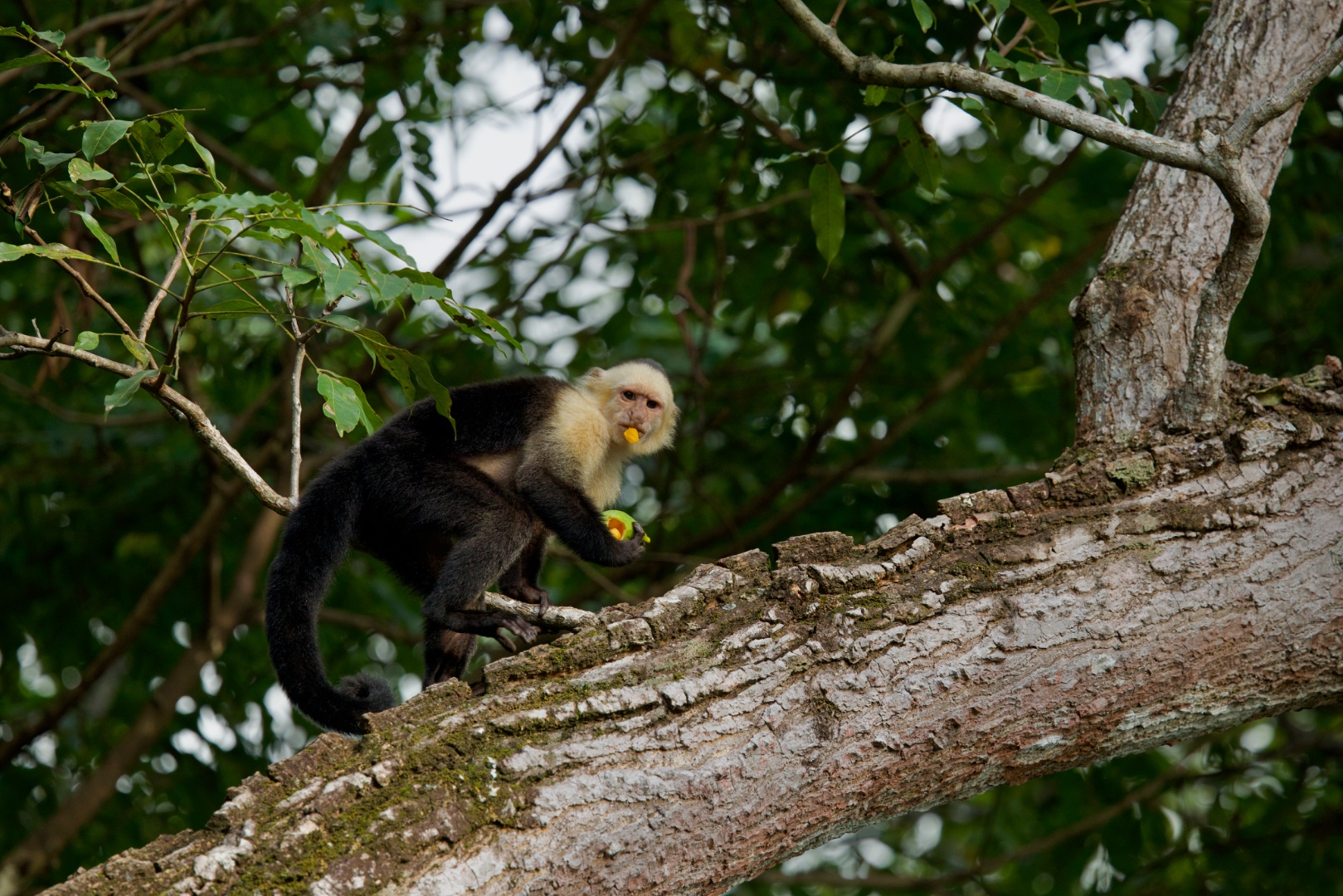White-faced capuchin monkey eating fruit on a tree branch
