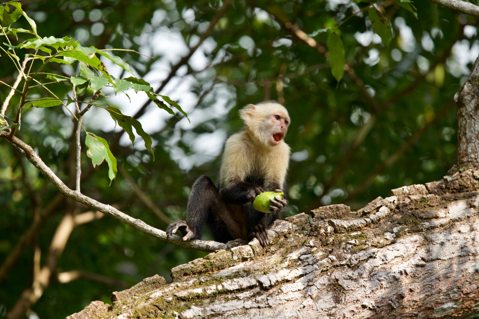 White-faced capuchin monkey calling out while holding fruit