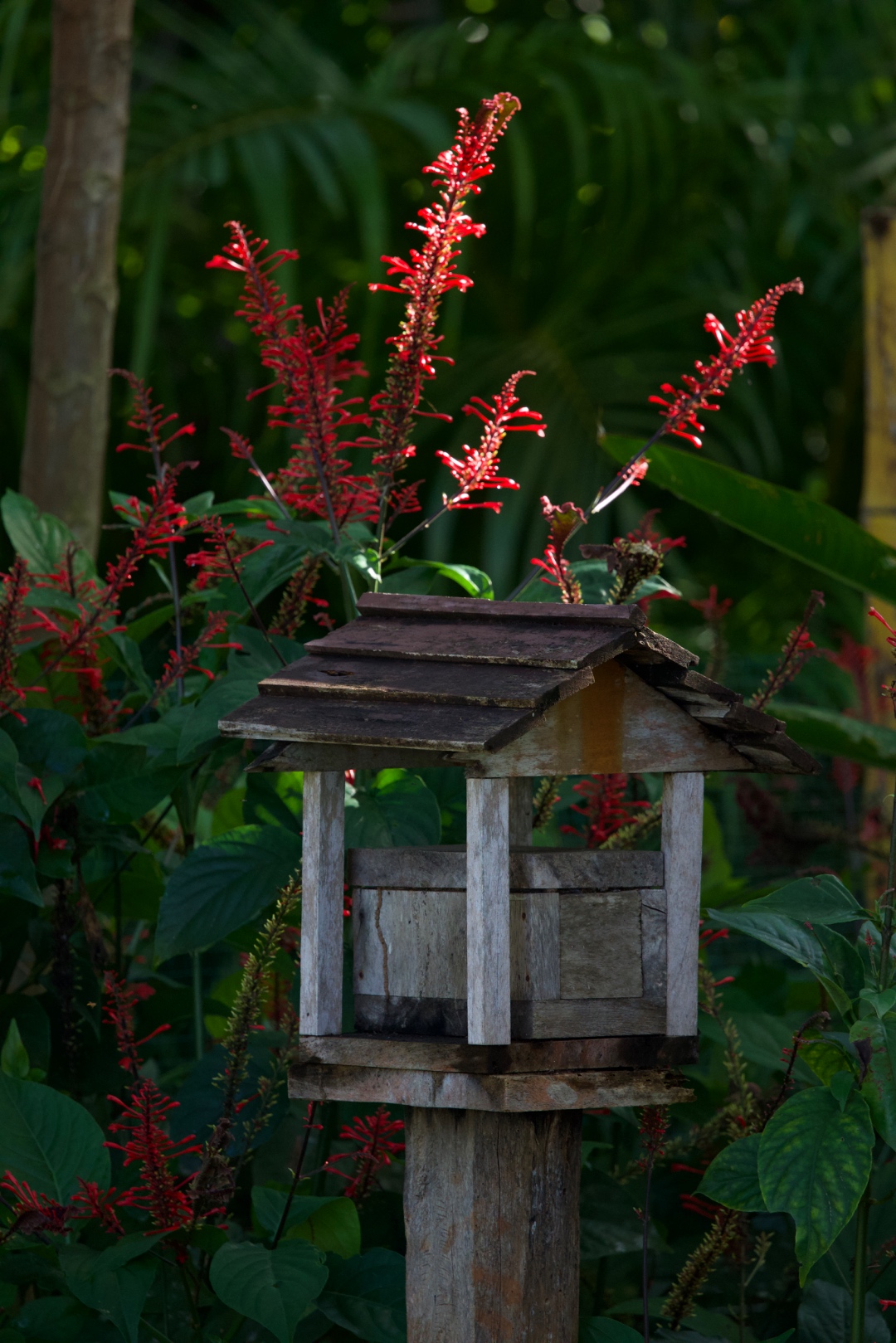 Rustic wooden birdhouse surrounded by vivid red tropical flowers